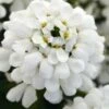 Snowsation Candytuft - 1 Gallon Pot -Garden Supplies Sales 2024 iberis snowsation candytuft 1