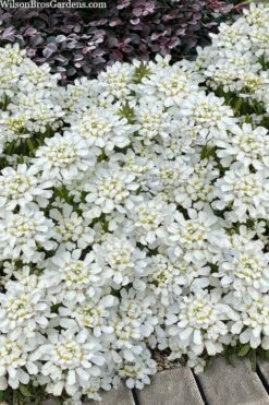 Snowsation Candytuft - 1 Gallon Pot -Garden Supplies Sales 2024 iberis snowsation candytuft 2