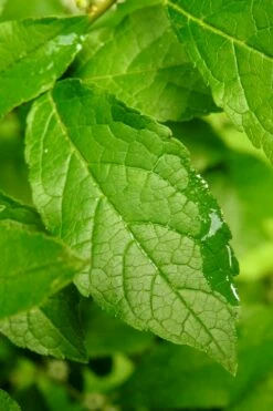 Winter Gold Female Winterberry Holly - 3 Gallon Pot -Garden Supplies Sales 2024 ilex verticillata sparkleberry holly 5 1