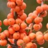 Winter Gold Female Winterberry Holly - 3 Gallon Pot -Garden Supplies Sales 2024 ilex verticillata winter gold winterberry holly 1 1