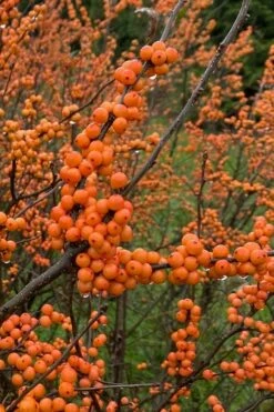 Winter Gold Female Winterberry Holly - 1 Gallon Pot -Garden Supplies Sales 2024 ilex verticillata winter gold winterberry holly 3