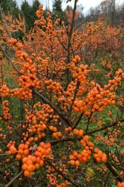 Winter Gold Female Winterberry Holly - 1 Gallon Pot -Garden Supplies Sales 2024 ilex verticillata winter gold winterberry holly 4