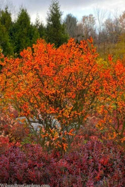 Winter Gold Female Winterberry Holly - 3 Gallon Pot -Garden Supplies Sales 2024 ilex verticillata winter gold winterberry holly 7 1