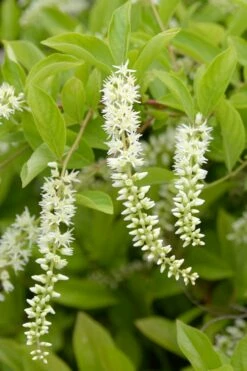 Love Child Sweetspire (Itea) - 3 Gallon Pot -Garden Supplies Sales 2024 itea virginica love child sweetspire 2