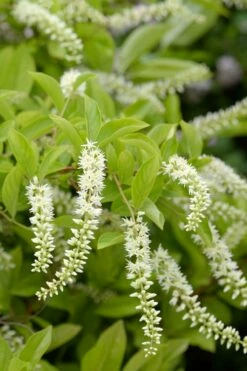 Love Child Sweetspire (Itea) - 3 Gallon Pot -Garden Supplies Sales 2024 itea virginica love child sweetspire 3