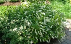 Love Child Sweetspire (Itea) - 3 Gallon Pot -Garden Supplies Sales 2024 itea virginica love child sweetspire 5