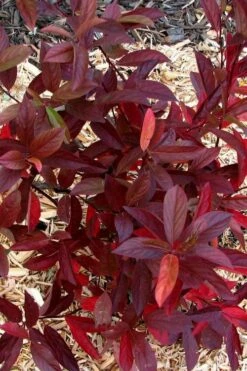 Love Child Sweetspire (Itea) - 3 Gallon Pot -Garden Supplies Sales 2024 itea virginica love child sweetspire 7