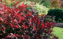 Love Child Sweetspire (Itea) - 3 Gallon Pot -Garden Supplies Sales 2024 itea virginica love child sweetspire 8