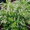 Scentlandia Sweetspire (Itea Virginica) - 3 Gallon Pot -Garden Supplies Sales 2024 itea virginica scentlandia virginia sweetspire 4