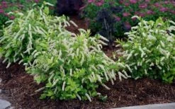 Scentlandia Sweetspire (Itea Virginica) - 3 Gallon Pot -Garden Supplies Sales 2024 itea virginica scentlandia virginia sweetspire 5