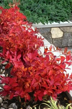 Scentlandia Sweetspire (Itea Virginica) - 3 Gallon Pot -Garden Supplies Sales 2024 itea virginica scentlandia virginia sweetspire 7