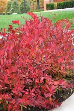 Virginia Sweetspire (Itea Virginica) - 3 Gallon Pot -Garden Supplies Sales 2024 itea virginica virginia sweetspire 14 1