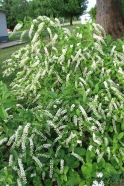 Virginia Sweetspire (Itea Virginica) - 3 Gallon Pot -Garden Supplies Sales 2024 itea virginica virginia sweetspire 2 1