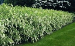 Virginia Sweetspire (Itea Virginica) - 2 Gallon Pot -Garden Supplies Sales 2024 itea virginica virginia sweetspire 5