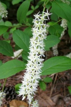 Virginia Sweetspire (Itea Virginica) - 3 Gallon Pot -Garden Supplies Sales 2024 itea virginica virginia sweetspire 7 1