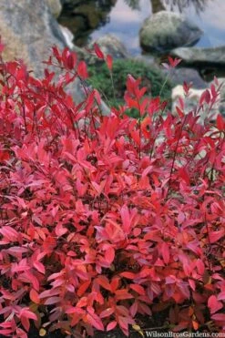 Virginia Sweetspire (Itea Virginica) - 2 Gallon Pot -Garden Supplies Sales 2024 itea virginica virginia sweetspire 8