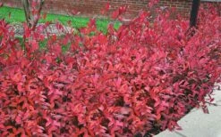 Virginia Sweetspire (Itea Virginica) - 3 Gallon Pot -Garden Supplies Sales 2024 itea virginica virginia sweetspire 9 1