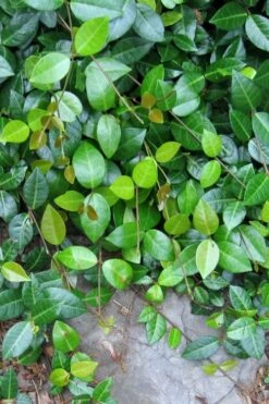 Asian Jasmine (Trachelospermum Asiaticum) - 72 Pack Of 3.5" Pint Pots -Garden Supplies Sales 2024 jasmine asian 10