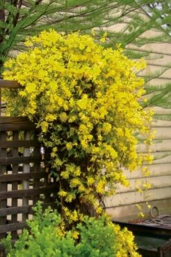 Carolina Yellow Jasmine (Jessamine) Gelsemium Sempervirens - 1 Gallon Pot -Garden Supplies Sales 2024 jasmine carolina 21