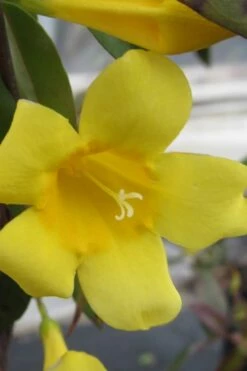 Carolina Yellow Jasmine (Jessamine) Gelsemium Sempervirens - 2 Gallon Pot
