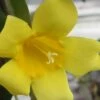 Carolina Yellow Jasmine (Jessamine) Gelsemium Sempervirens - 1 Gallon Pot -Garden Supplies Sales 2024 jasmine carolina 22