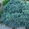 Blue Star Juniper - 1 Gallon Pot -Garden Supplies Sales 2024 juniper blue star 11 1