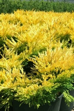 Limeglow Golden Andorra Compact Juniper - 1 Gallon Pot -Garden Supplies Sales 2024 juniper horizontalis lime glow 22