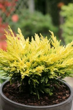 Limeglow Golden Andorra Compact Juniper - 3 Gallon Pot 6 Limeglow Golden Andorra Compact Juniper - 3 Gallon Pot -Garden Supplies Sales 2024 juniper horizontalis lime glow 23
