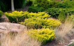 Limeglow Golden Andorra Compact Juniper - 1 Gallon Pot -Garden Supplies Sales 2024 juniper horizontalis lime glow 24