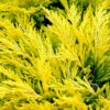 Limeglow Golden Andorra Compact Juniper - 3 Gallon Pot -Garden Supplies Sales 2024 juniper horizontalis lime glow 26