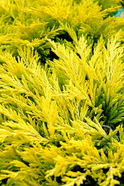 Limeglow Golden Andorra Compact Juniper - 3 Gallon Pot Limeglow Golden Andorra Compact Juniper - 3 Gallon Pot -Garden Supplies Sales 2024 juniper horizontalis lime glow 26