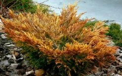 Limeglow Golden Andorra Compact Juniper - 1 Gallon Pot -Garden Supplies Sales 2024 juniper limeglow fall foliage color 2 1