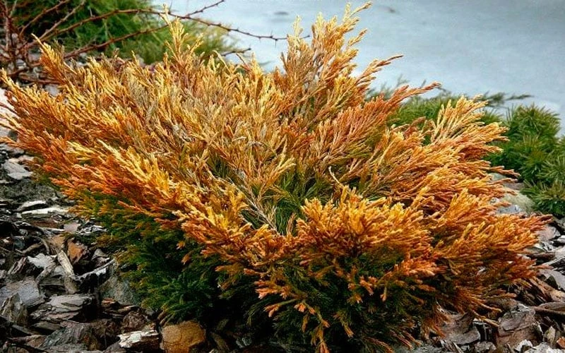 Limeglow Golden Andorra Compact Juniper - 3 Gallon Pot Limeglow Golden Andorra Compact Juniper - 3 Gallon Pot -Garden Supplies Sales 2024 juniper limeglow fall foliage color 2