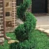 Blue Point Juniper Spiral Topiary - 7 Gallon Pot -Garden Supplies Sales 2024 juniperus blue point juniper spiral topiary 101
