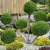 Sea Green Juniper Pom Pom Topiary - 3 Gallon Pot -Garden Supplies Sales 2024 juniperus chinensis sea green pom pom topiary 2