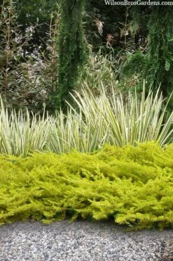 All Gold Golden Pacific Juniper - 6 Pack Of 1 Gallon Pots -Garden Supplies Sales 2024 juniperus conferta all gold pacific shore juniper 20