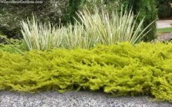 All Gold Golden Pacific Juniper - 2 Gallon Pot -Garden Supplies Sales 2024 juniperus conferta all gold pacific shore juniper 21 3