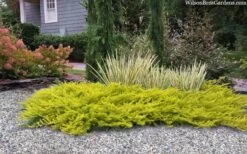 All Gold Golden Pacific Juniper - 3 Gallon Pot -Garden Supplies Sales 2024 juniperus conferta all gold pacific shore juniper 22