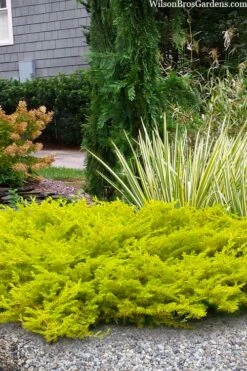 All Gold Golden Pacific Juniper - 3 Gallon Pot