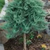 Blue Chip Juniper Tree Form Topiary - 3 Gallon Pot -Garden Supplies Sales 2024 juniperus horizontalis blue chip juniper topiary tree 1