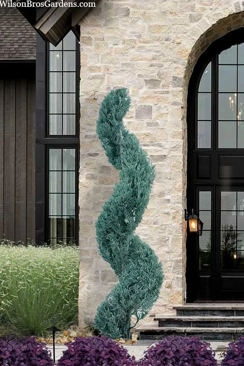 Spiral 'Witchita Blue' Juniper Topiary - 5 Gallon Pot -Garden Supplies Sales 2024 juniperus scopulorum witchita blue spiral topiary 2