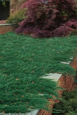 Blue Rug Juniper - 6-Pack Of 1 Gallon Pots