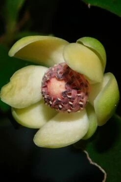 Chirifu Evergreen Magnolia Vine (Kadsura Japonica) - 2 Gallon Pot -Garden Supplies Sales 2024 kadsura japonica chirfu variegated evergreen magnolia vine 3