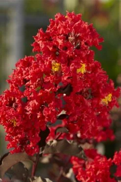 Black Diamond Best Red Crape Myrtle (Single Trunk Tree) - 7 Gallon Pot -Garden Supplies Sales 2024 lagerstroemia black diamond best red crape myrtle tree 2 1