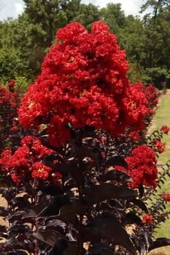 Black Diamond Best Red Crape Myrtle (Single Trunk Tree) - 7 Gallon Pot -Garden Supplies Sales 2024 lagerstroemia black diamond best red crape myrtle tree 3 1