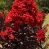 Black Diamond Best Red Crape Myrtle (Multi Trunk) - 3 Gallon Pot -Garden Supplies Sales 2024 lagerstroemia black diamond best red crape myrtle tree 3