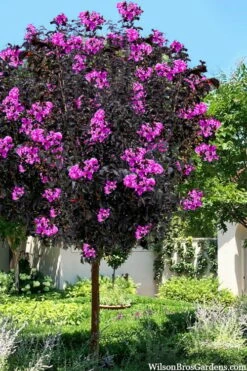 Black Diamond 'Purely Purple' Crape Myrtle Tree (Single Trunk) - 7 Gallon Pot