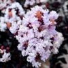 Ebony Glow Crape Myrtle - 3 Gallon Pot -Garden Supplies Sales 2024 lagerstroemia ebony glow crape myrtle 1