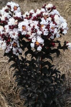 Ebony Glow Crape Myrtle - 3 Gallon Pot -Garden Supplies Sales 2024 lagerstroemia ebony glow crape myrtle 2