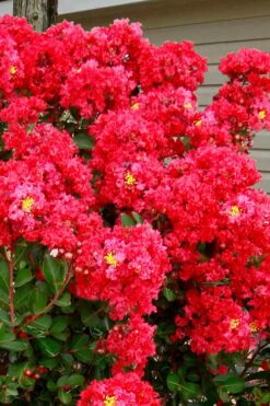 Enduring Summer Red Crape Myrtle Tree (Single Trunk) - 7 Gallon Pot -Garden Supplies Sales 2024 lagerstroemia enduring summer red crape myrtle single trunk tree 1